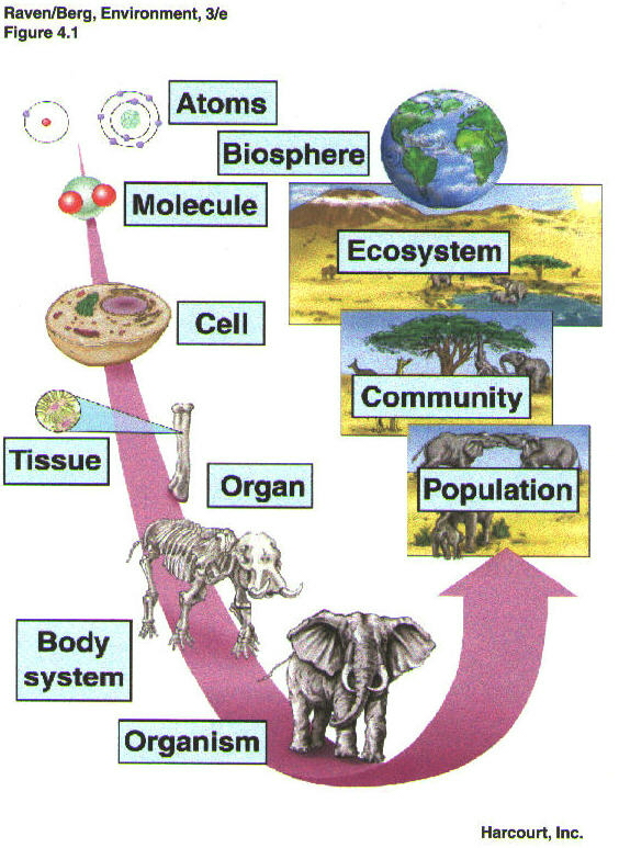Image bio_organization
