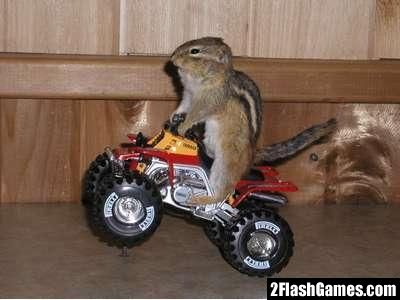 Image chipmunk03