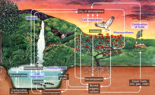 Image ecosystem