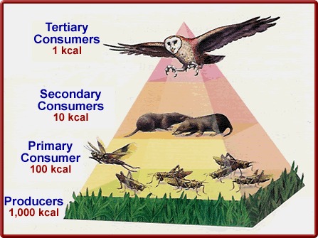 Image energy_pyramid4