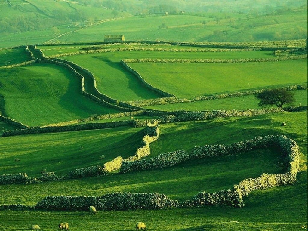 Image english_green_sheep