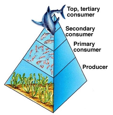 Image foodchain-sharkers
