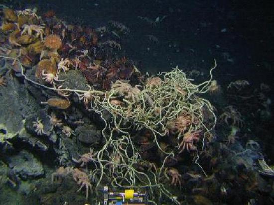 Image hydrothermal_vent