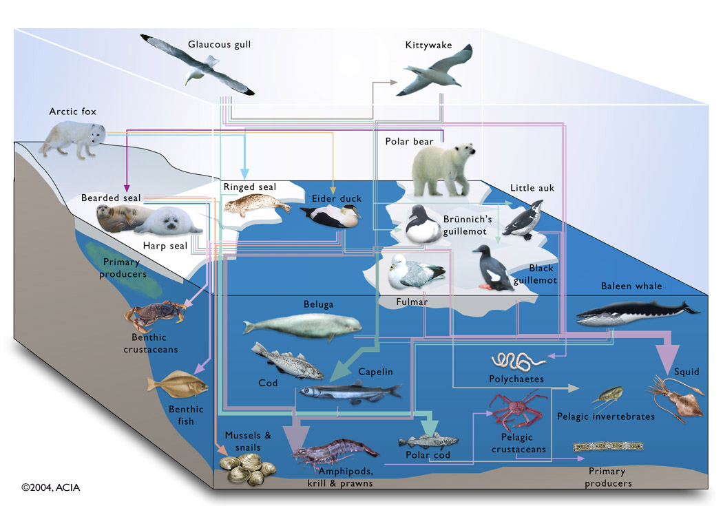 Image marine_food_web