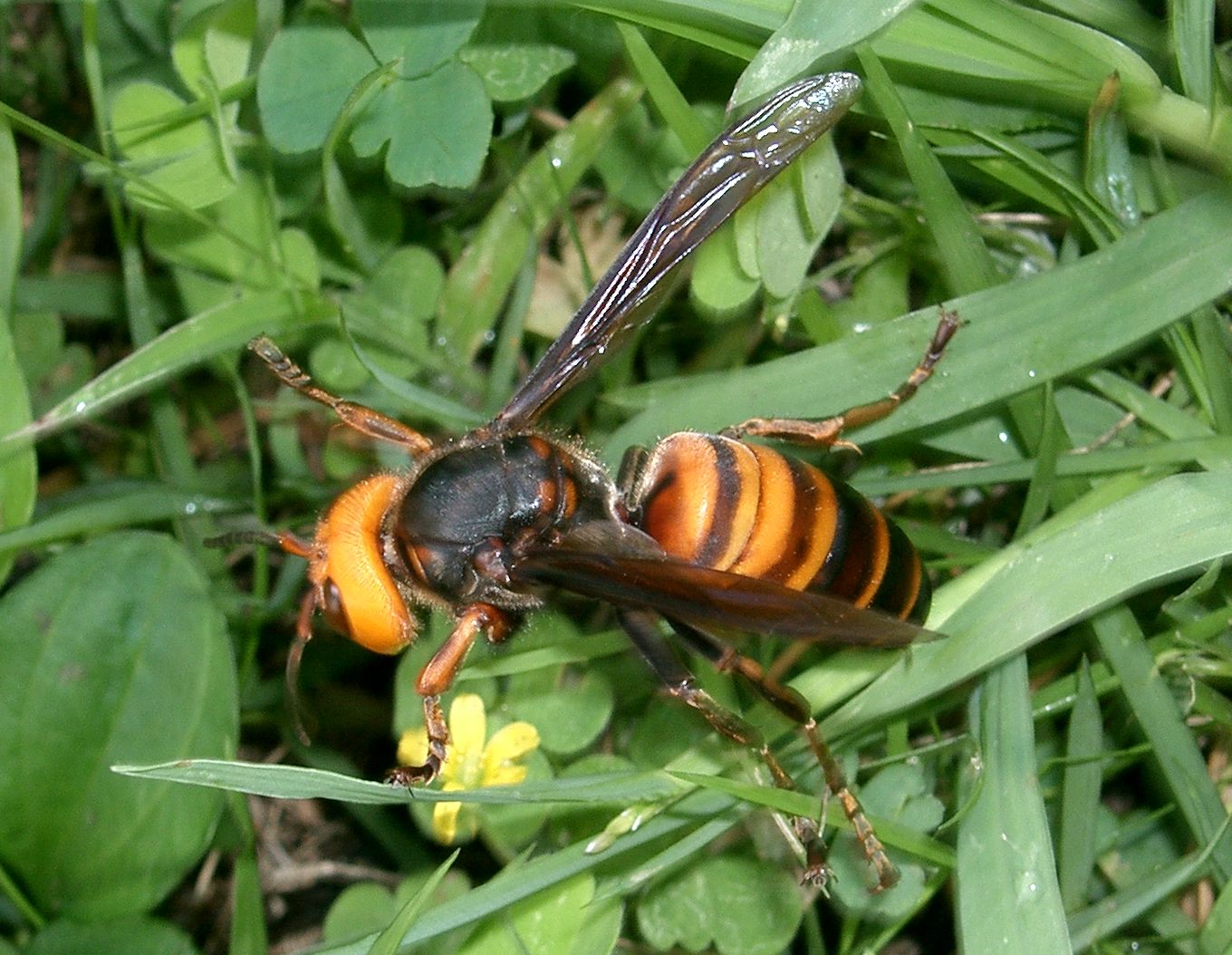 Image asian_giant_hornet