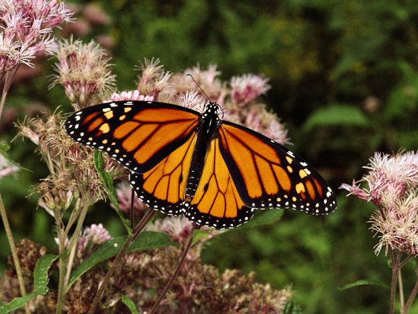 Image monarch_butterfly