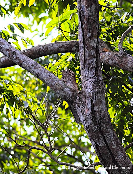 Image northern_potoo