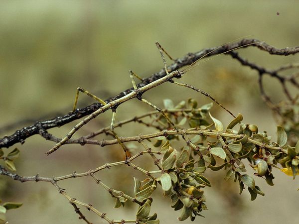 Image walking_stick
