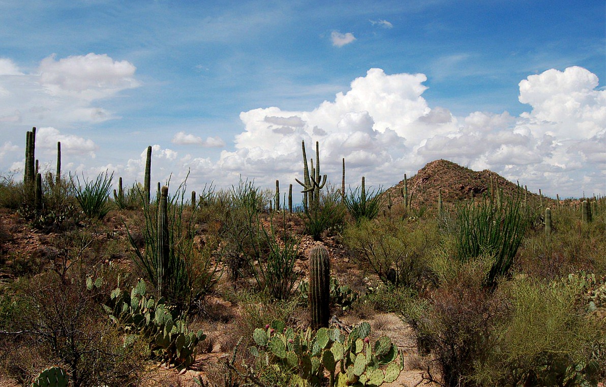 Image desert1