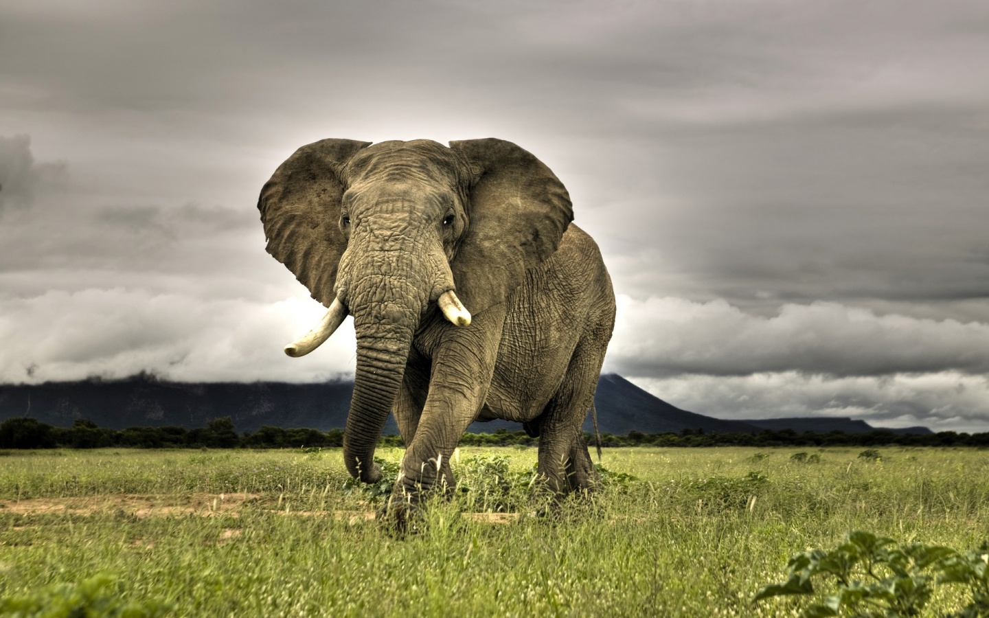 Image savanna2
