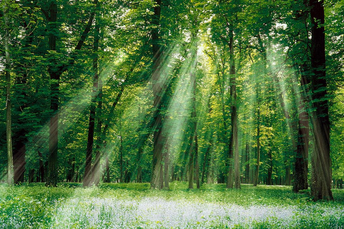 Image temperate_deciduous_forest