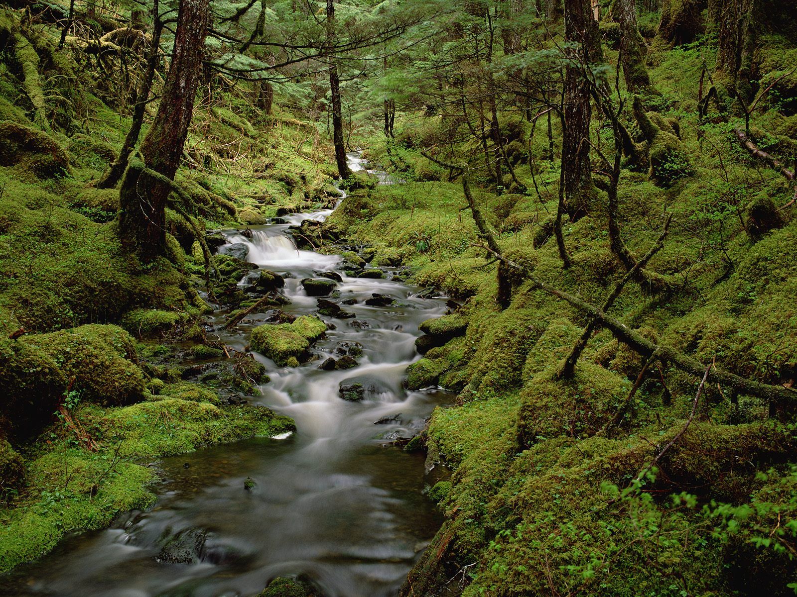 Image temperate_rain_forest