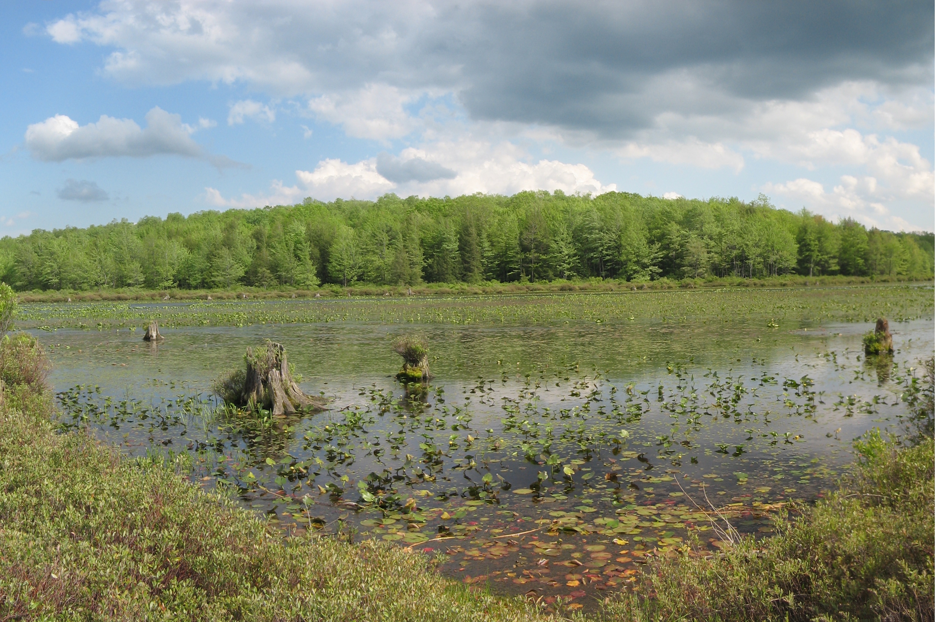 Image bog
