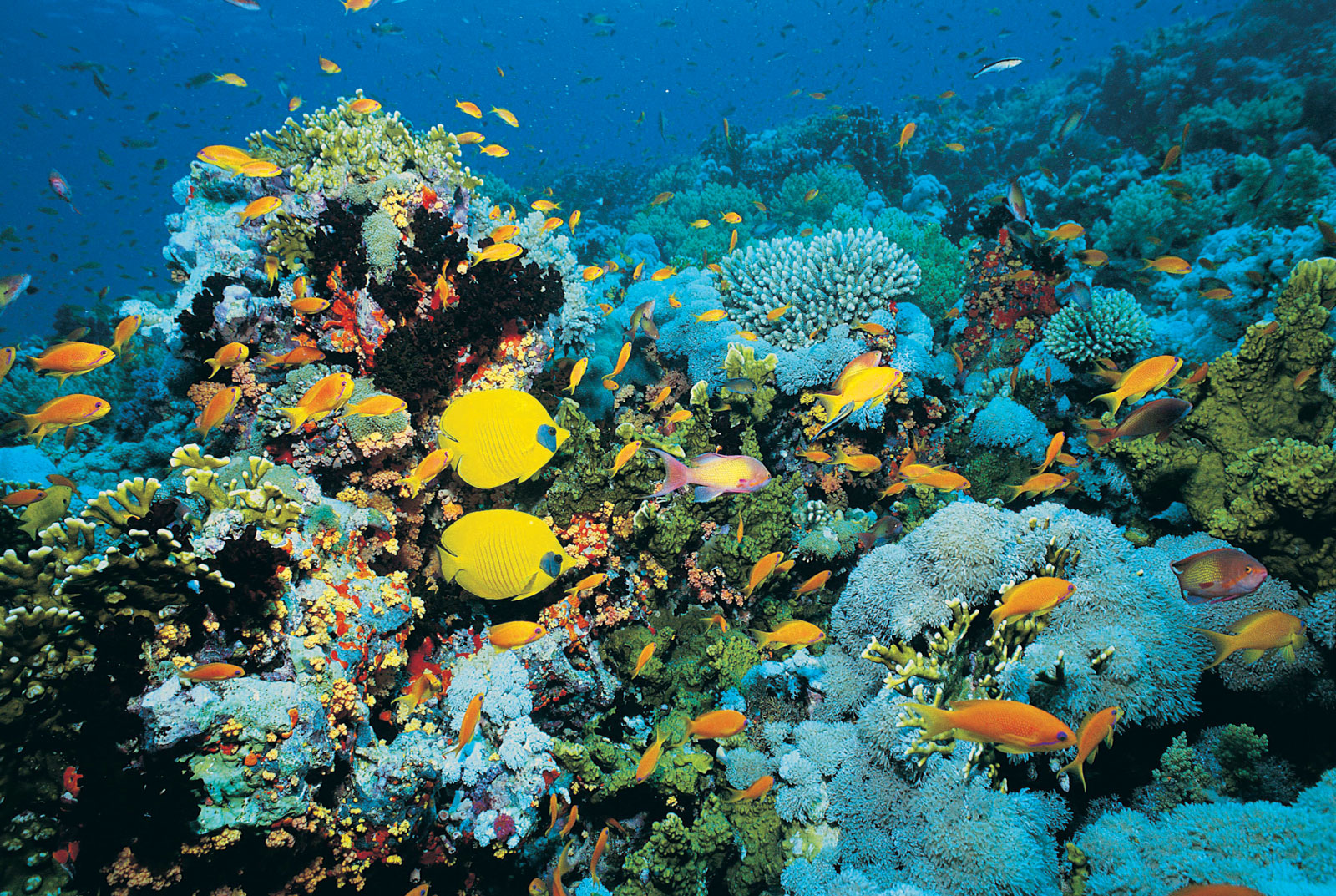 Image coral_reef2