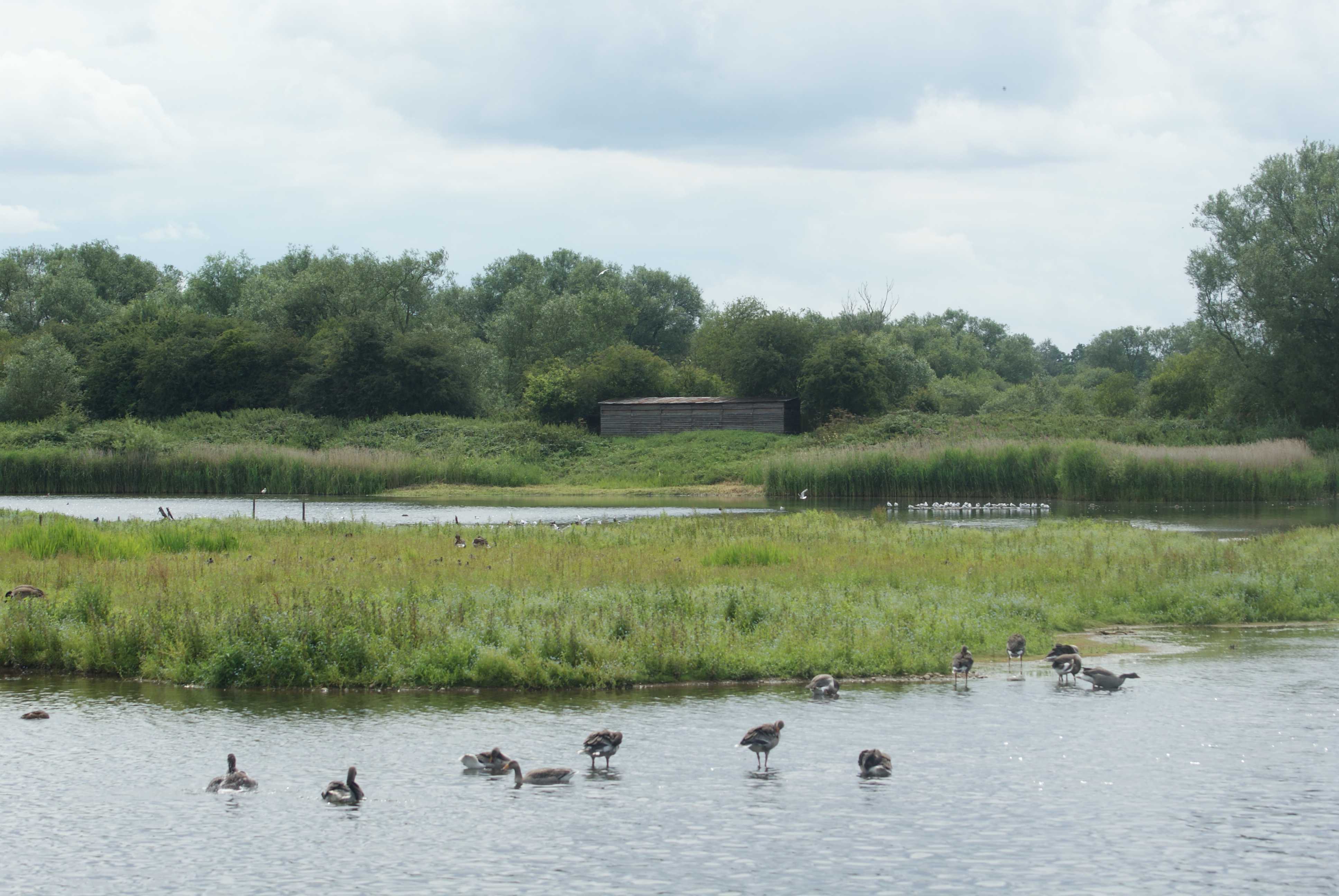 Image marsh