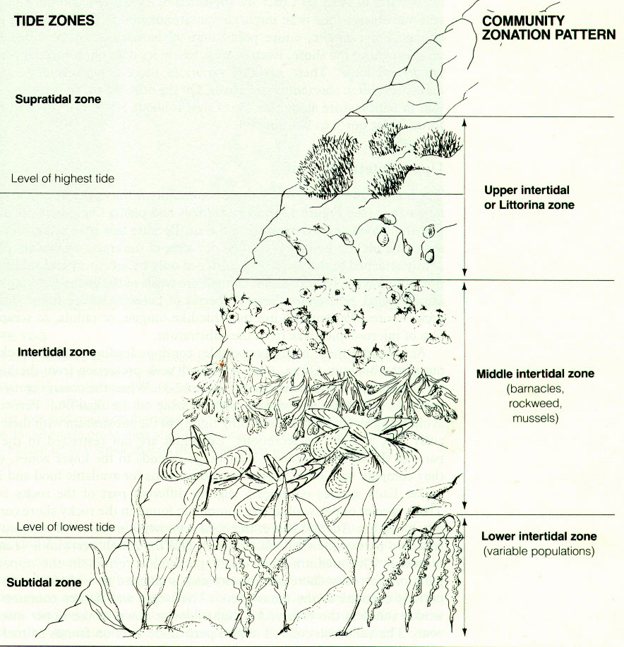 Image ocean_tidal_zonation
