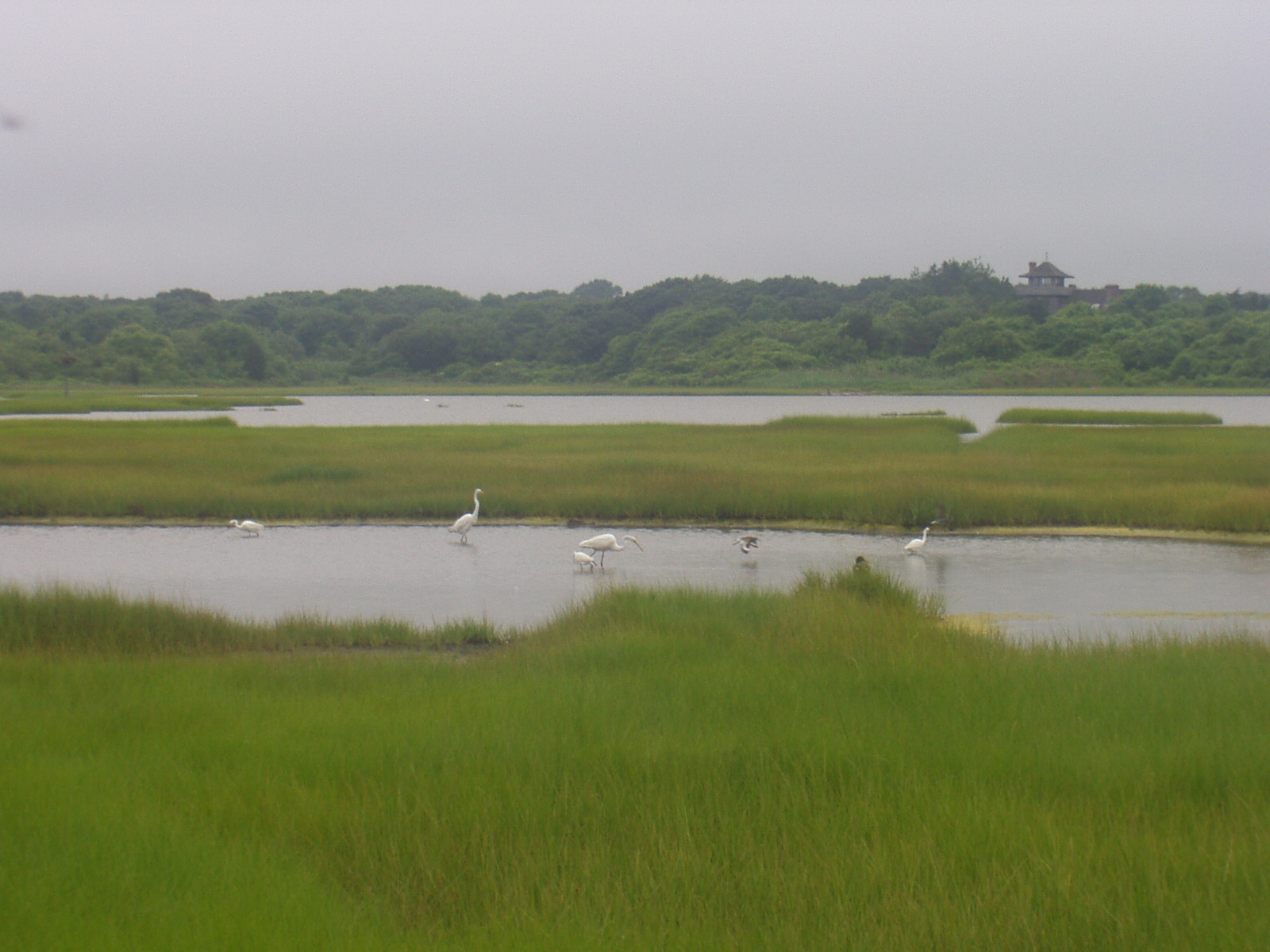 Image salt_marsh2