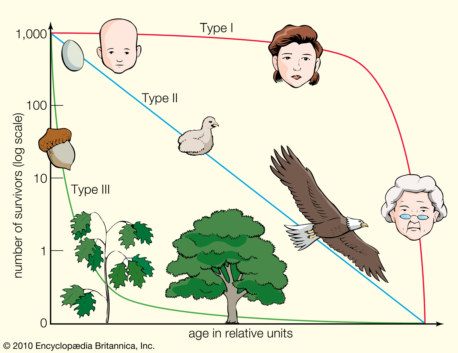 Image survivorship_types